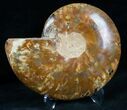 Cut and Polished Ammonite (Half) #7342-1
